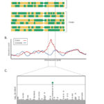 The first admixture mapping study for intelligence