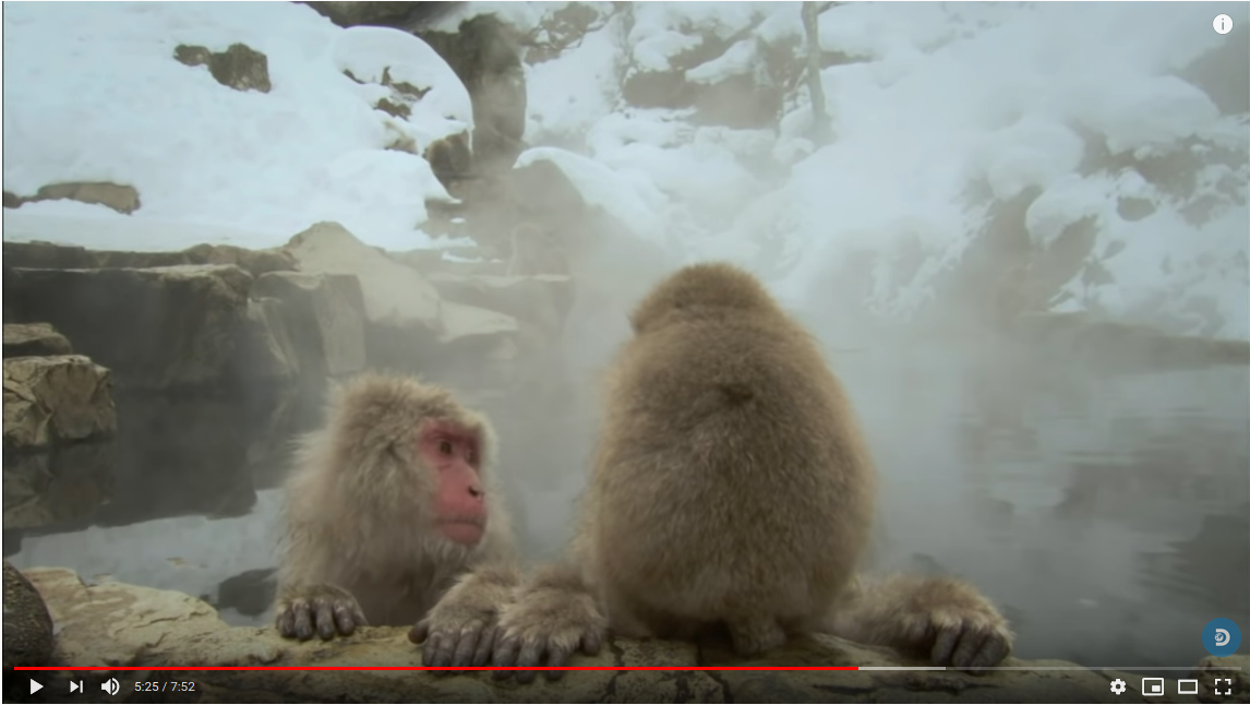 Read more about the article Monkeys, climate, intelligence
