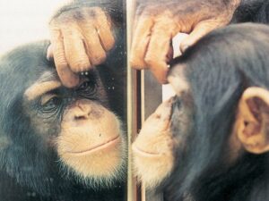 Read more about the article The mirror self-recognition test as an intelligence test among humans